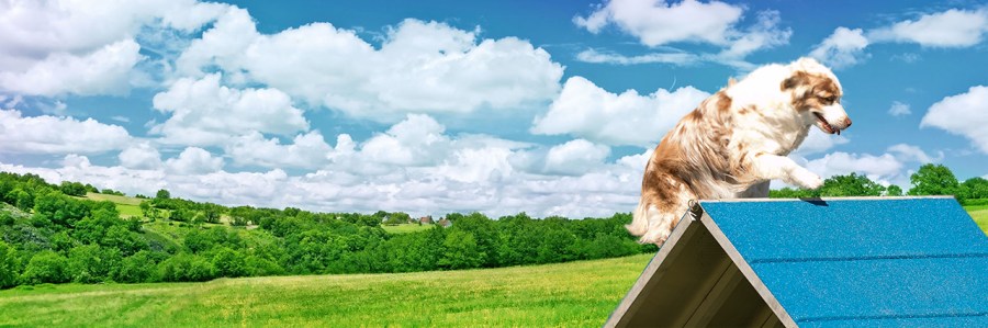 Marco at AAC Regionals