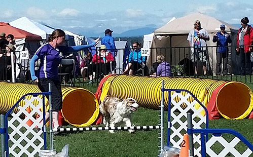 jadeagilityregionals