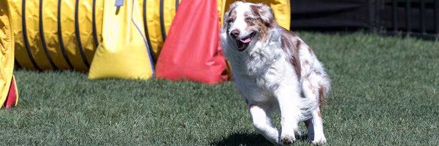 Marco at AAC Regionals