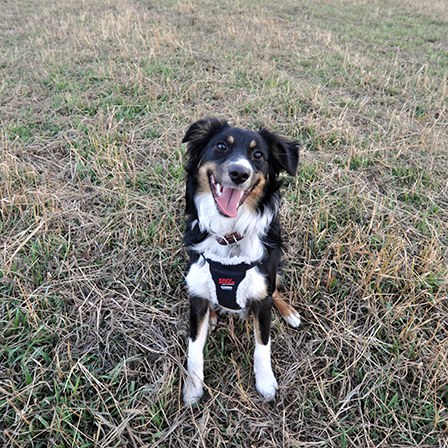 testimonialphotokona