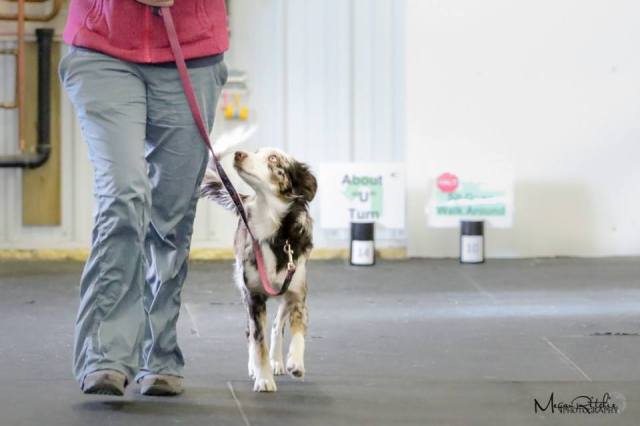 23622348_1926015720761517_5173573146769088235_n