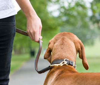 Hand-holding-dog-leash-Thinkstock-86500039-335lc011813
